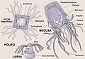 Miniatura da versão das 03h00min de 30 de julho de 2019