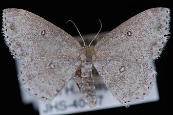 Cyclophora pendulinaria