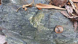 Deformed epidote within greenschist rock from Itogon, Philippines