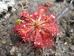 Description de l'image Drosera spatulata 1.jpg.