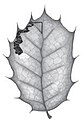 Leafmine