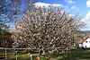 Saalfeld Easter egg tree with 9200 eggs, taken March 24, 2009