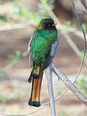 Trogon elegans