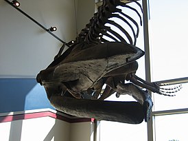 Eobalaenoptera harrisoni