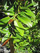 Folhagem de Erythroxylon laurifolium.