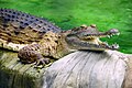 Head of a freshwater crocodile
