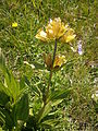 Gentiana punctata - арнаутски равен, пегава линцура