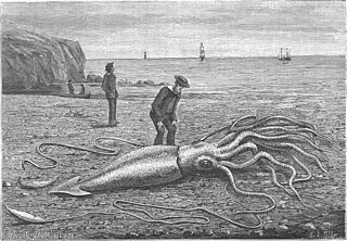 #42 (24/9/1877) A further illustration of the Catalina specimen, showing the animal after it had died (see related figure), from the 9 June 1883 issue of the French popular science magazine La Nature (Oustalet, 1883:17, fig. 1; also reproduced in Heuvelmans, 2003:fig. 103).