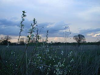 Early blooms on the prairie