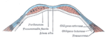 Diagram av ett transversal snitt genom den främre bukväggen, under linea semicircularis.