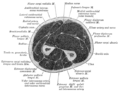 Cross-section through the middle of the forearm.