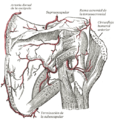 Gray524 es.png, procedente de Gray521.png, Gray524.png y Dorsal scapular artery.png