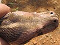 Top view of the head of P. molurus