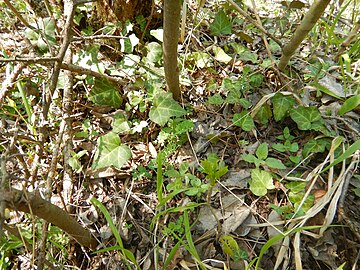 Hedera helix