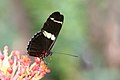 Sara longwing (Heliconius sara), one of many Heliconius species known to feed on pollen, with pollen on its proboscis