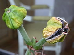 capsule loculicide d'Hippeastrum.