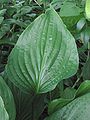 Nervure arquée d'une feuille de hosta