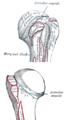 Insertion humérale du muscle subscapulaire