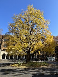 東京大学弥生キャンパス3号館前（2023年）