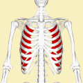 Innermost intercostal muscle (shown in red). Animation.
