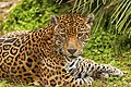 Jaguar (Panthera onca)