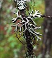 Hypogymnia cf. tubulosa in Alberta, Canada.