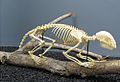 A skeleton of a Kinkajou