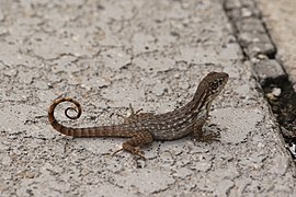 Leiocephalus carinatus (Leiocephalidae)