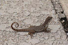 Килеватая масковая игуана (Leiocephalus carinatus)