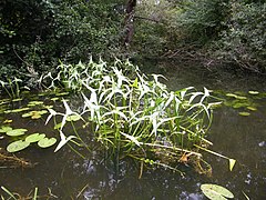 Sagittaire en forme de flèche.