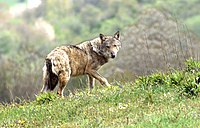 A WikiWolf, preparing to latch onto a vandal