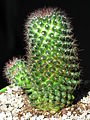 Mammillaria zeilmanniana