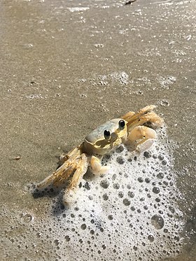 Ocypode, no litoral de Ubatuba, Brasil.