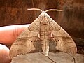 Marumba dryas male