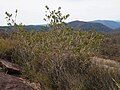 On Waratah Trig in the Gibraltar Range National Park