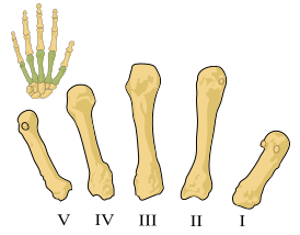 Пястные кости