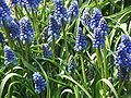 Muscari armeniacum clump