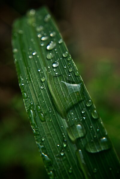 A dewy blade of grass. Show another