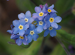 Fleur bleue du myosotis des bois