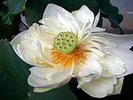 Nelumbonaceae