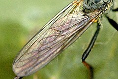 Close-up on wings