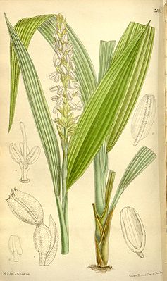 Neuwedia griffithii Ботаническая иллюстрация из книги Curtis’s botanical magazine vol. 121 ser. 3 nr. 51 tabl. 7245, 1895 г.