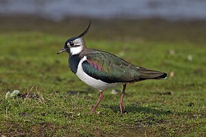 댕기물떼새(Vanellus vanellus)