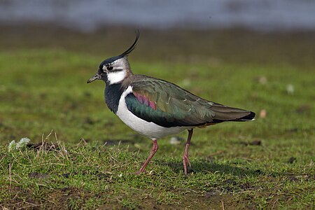 Northern lapwing, by Andreas Trepte