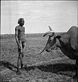 Nuer man and his ox.