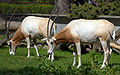 Scimitar oryx