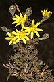 Osteospermum leptolobum