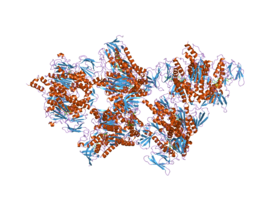 Image illustrative de l’article Dihydrolipoyl déshydrogénase