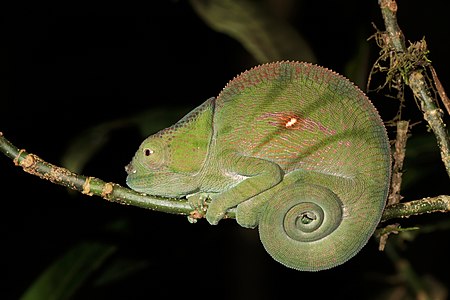 Parson's chameleon, by Charlesjsharp