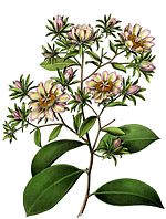 Pereskia aculeata